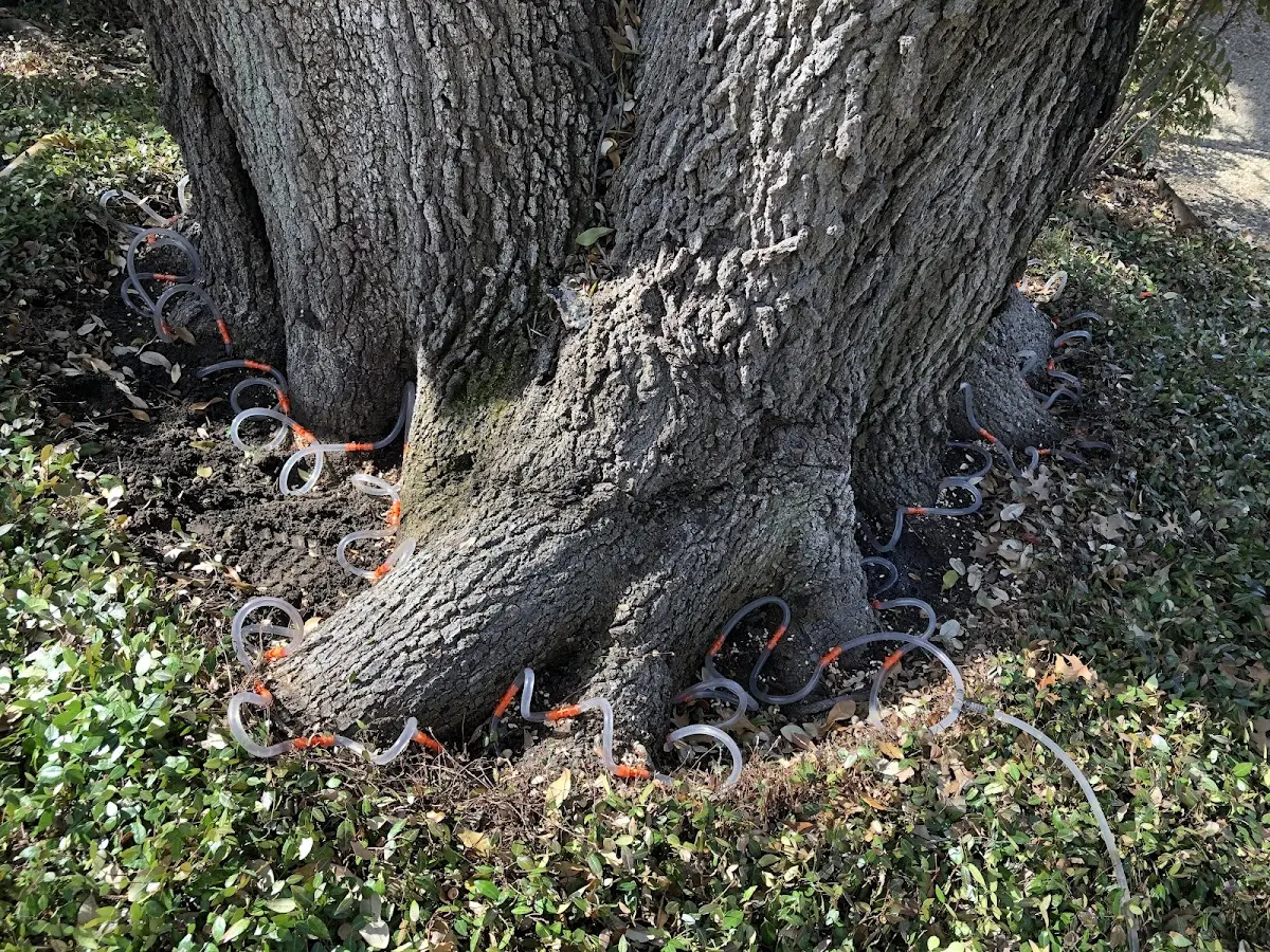 Detailed Tree Cabling and Bracing job site in Winnetka
