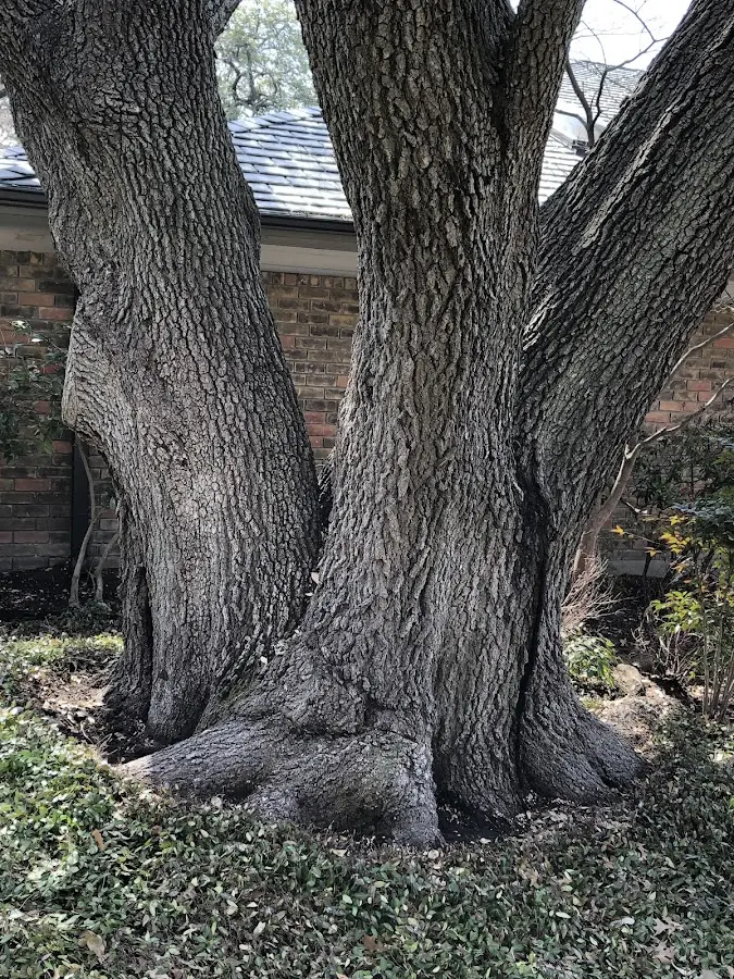 Mature heritage tree close to a Winnetka property cared for by certified arborists